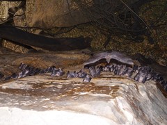 Rousettus aegyptiacus