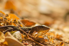 Aspidoscelis costatus