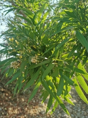 Thouinidium decandrum