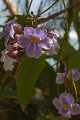 Thunbergia laurifolia