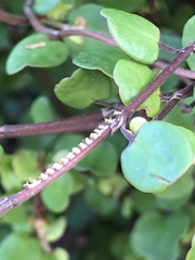 Scolypopa australis
