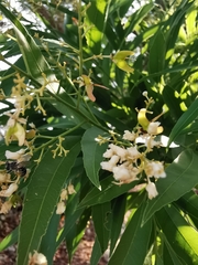 Thouinidium decandrum