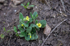 Primula × polyantha