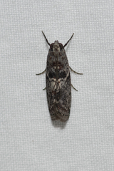Cryptoblabes adoceta