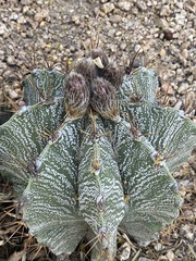 Astrophytum
