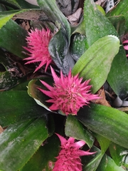 Aechmea fasciata