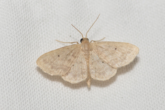 Idaea pilosata