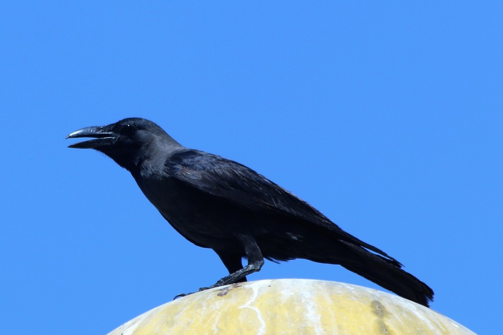 House Crow from United Arab Emirates on May 29, 2018 at 1236 AM by
