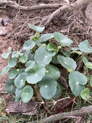 Hydrocotyle vulgaris