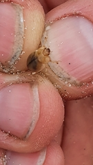 Chaerodes trachyscelides