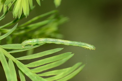 Macaria aequiferaria