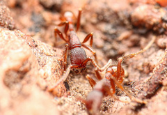 Neivamyrmex nigrescens