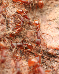 Neivamyrmex nigrescens