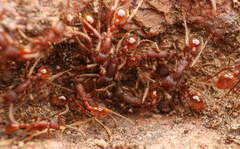 Neivamyrmex nigrescens