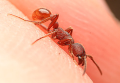 Neivamyrmex nigrescens