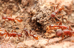 Neivamyrmex nigrescens