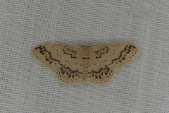 Idaea pseliota