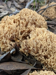 Ramaria capitata capitata