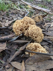 Ramaria capitata capitata