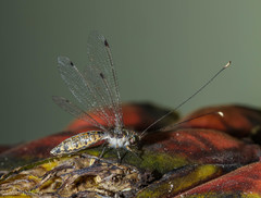 Ascalorphne macrocerca