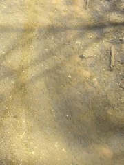 Notropis atherinoides