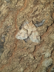 Polyclysta hypogrammata