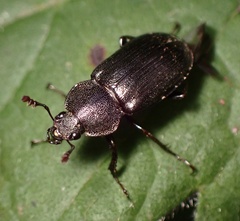 Platyceroides