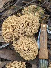 Ramaria capitata capitata