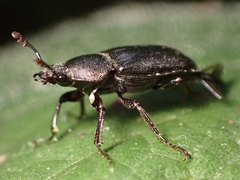 Platyceroides