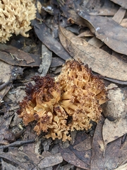 Ramaria capitata capitata
