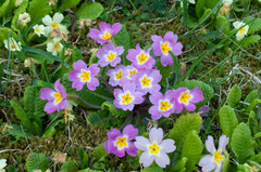 Primula vulgaris rubra