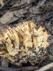 Ramaria capitata capitata