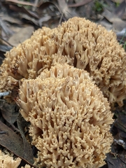 Ramaria capitata capitata