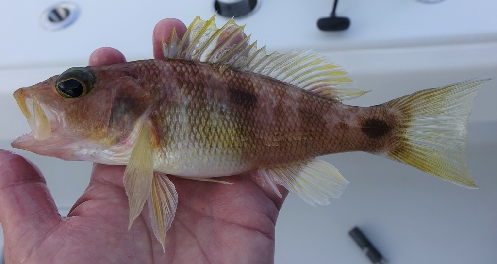 Twospot sea bass (Centropristis fuscula) — Serranidae