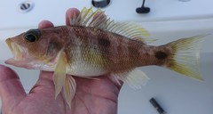 Centropristis fuscula