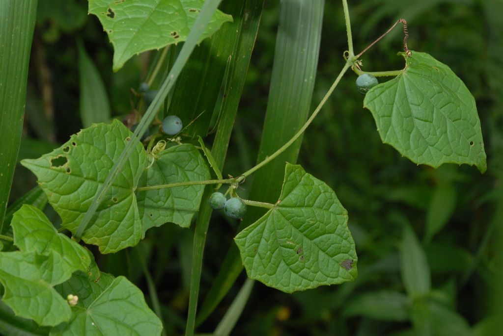 Zehneria mucronata (Zehneria mucronata)