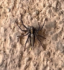 Oxyopes tridens