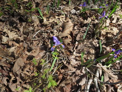 Iris verna smalliana