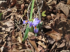 Iris verna smalliana