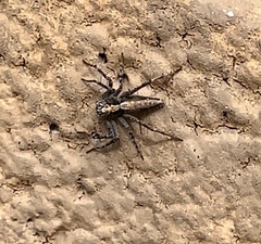 Oxyopes tridens