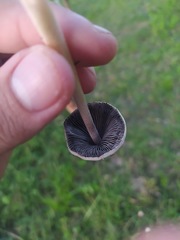 Panaeolus cyanescens