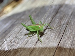 Hubbellia marginifera