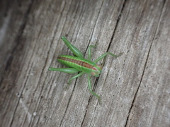 Hubbellia marginifera