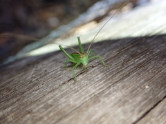 Hubbellia marginifera