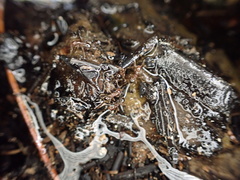 Solenopsis invicta image