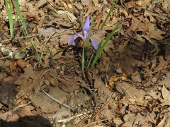 Iris verna smalliana