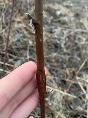 Neolasioptera nodulosa