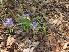Iris verna smalliana