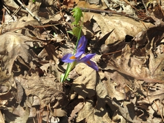 Iris verna smalliana