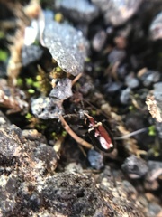 Bembidion bipunctatum